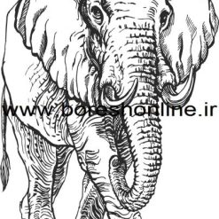 فایل وکتور فیل