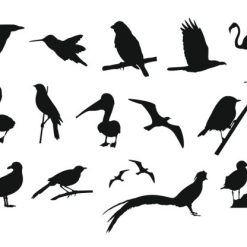 فایل کالکشن پرندگان