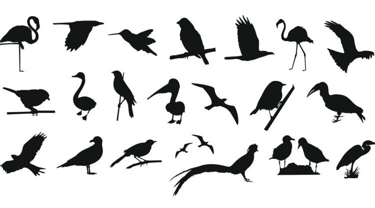 فایل کالکشن پرندگان