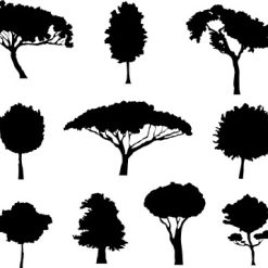 فایل کالکشن درخت