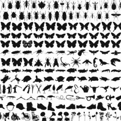 فایل کالکشن حشره