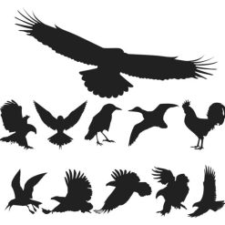 فایل کالکشن کلاغ